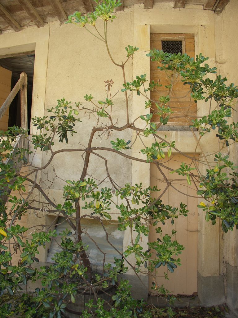 Communs. Cour semi-circulaire des communs. Passage entre pavillon d’habitation et écuries : porchères.