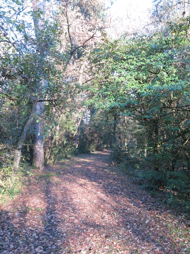 Parc. Allée courbe.