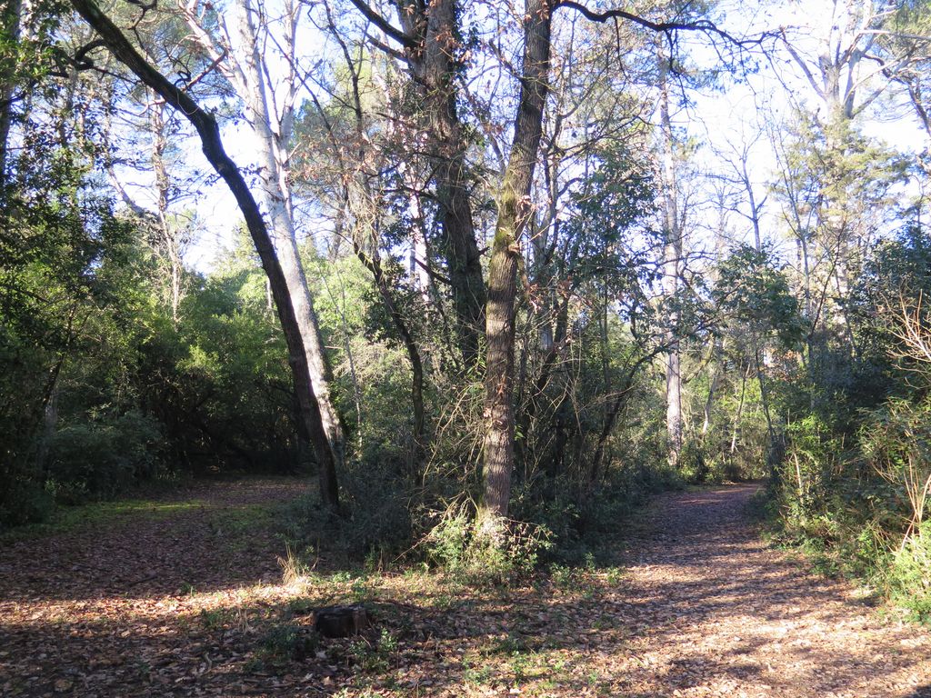 Parc. Allée courbe.