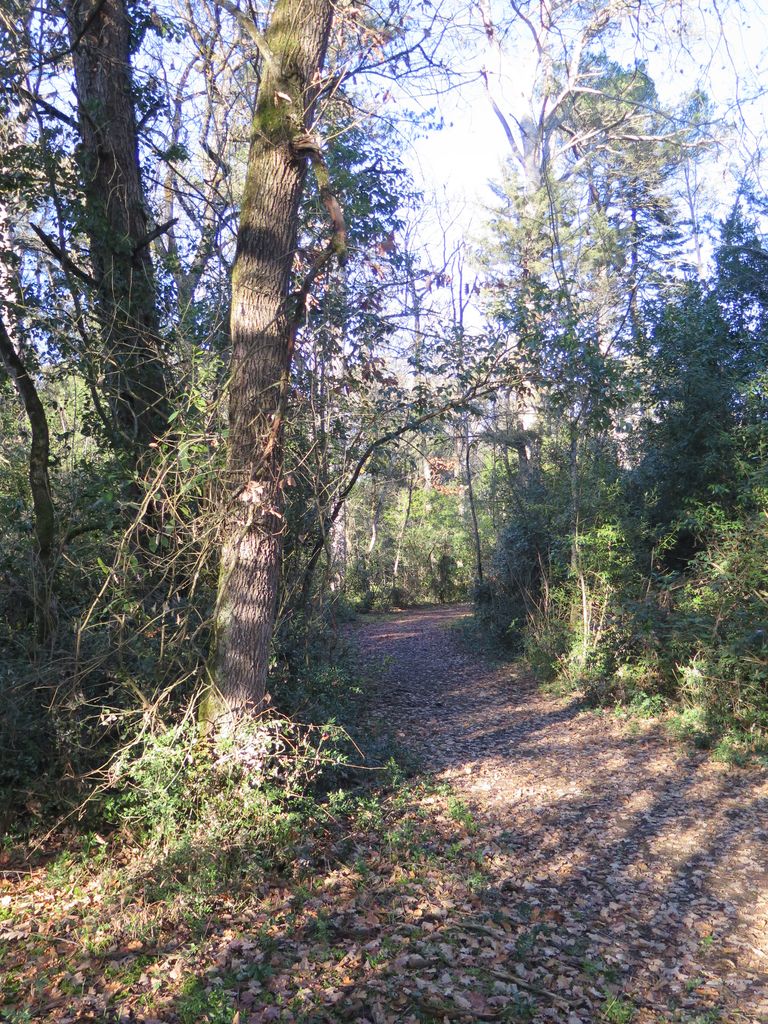 Parc. Allée courbe.