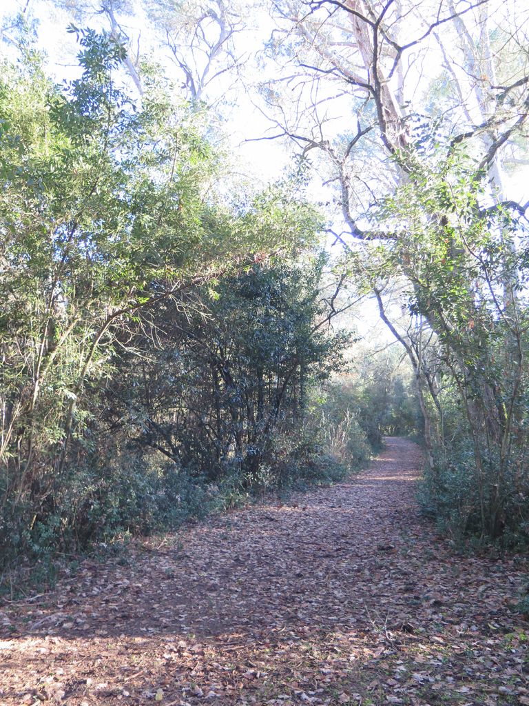 Parc. Allée courbe.