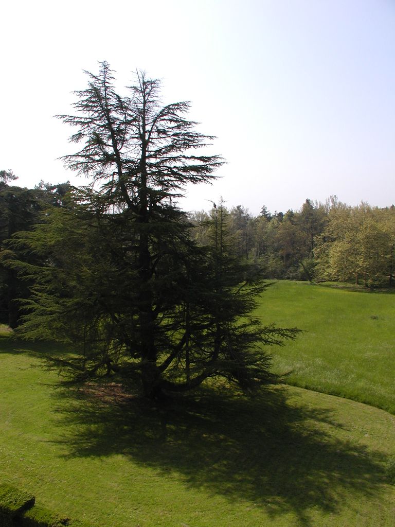 Parc. Terrasse au sud. Cèdre.