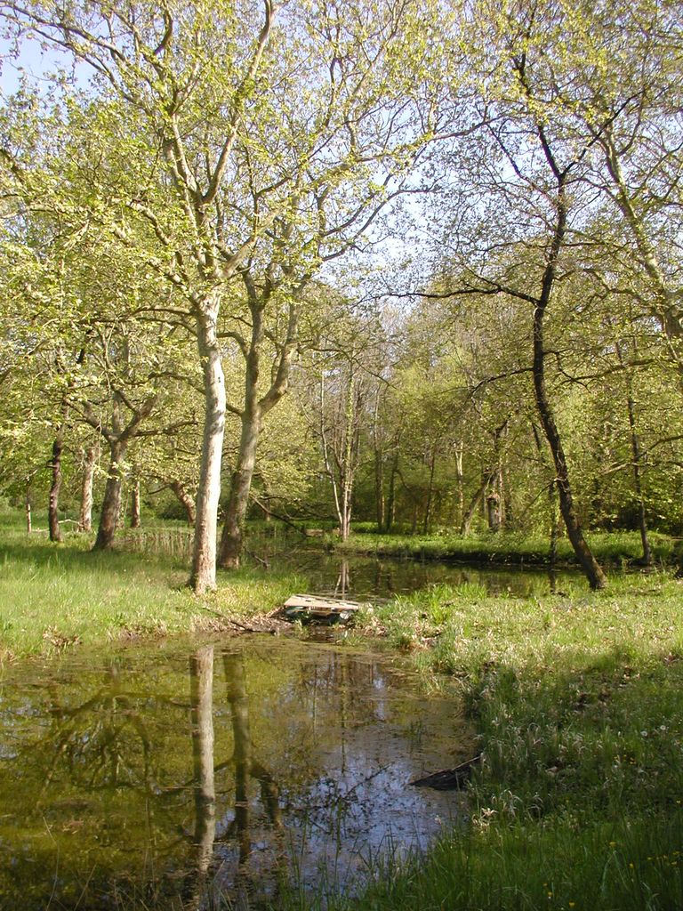 Parc. La pièce d’eau.