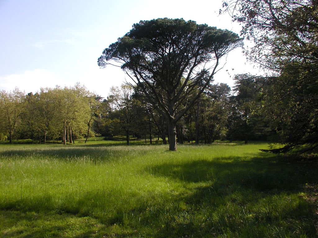 Parc. La prairie centrale.