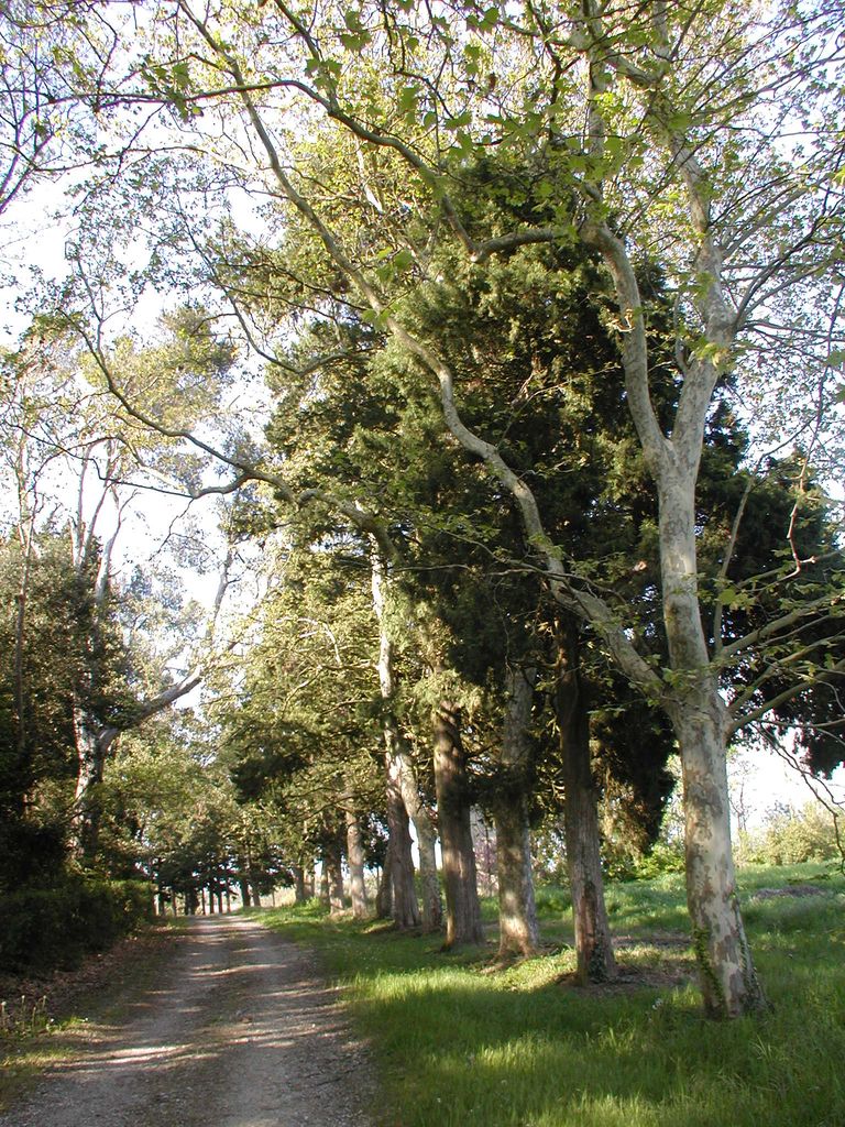 Parc. Allée d’arrivée côté sud.