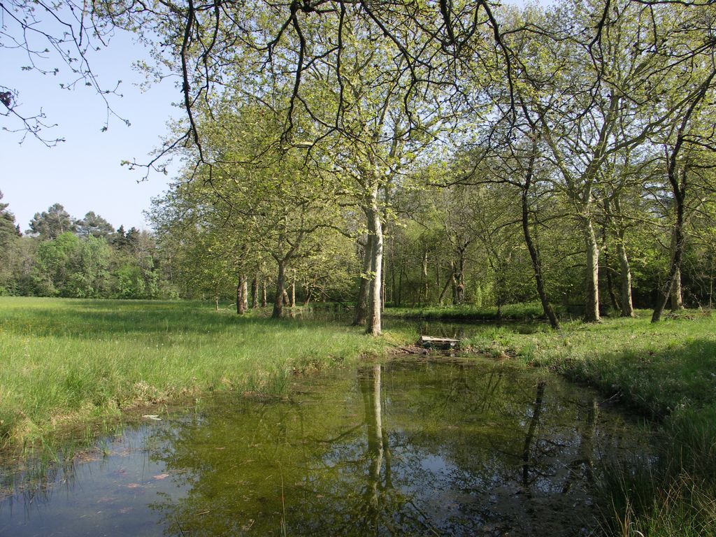 Parc. La pièce d’eau.