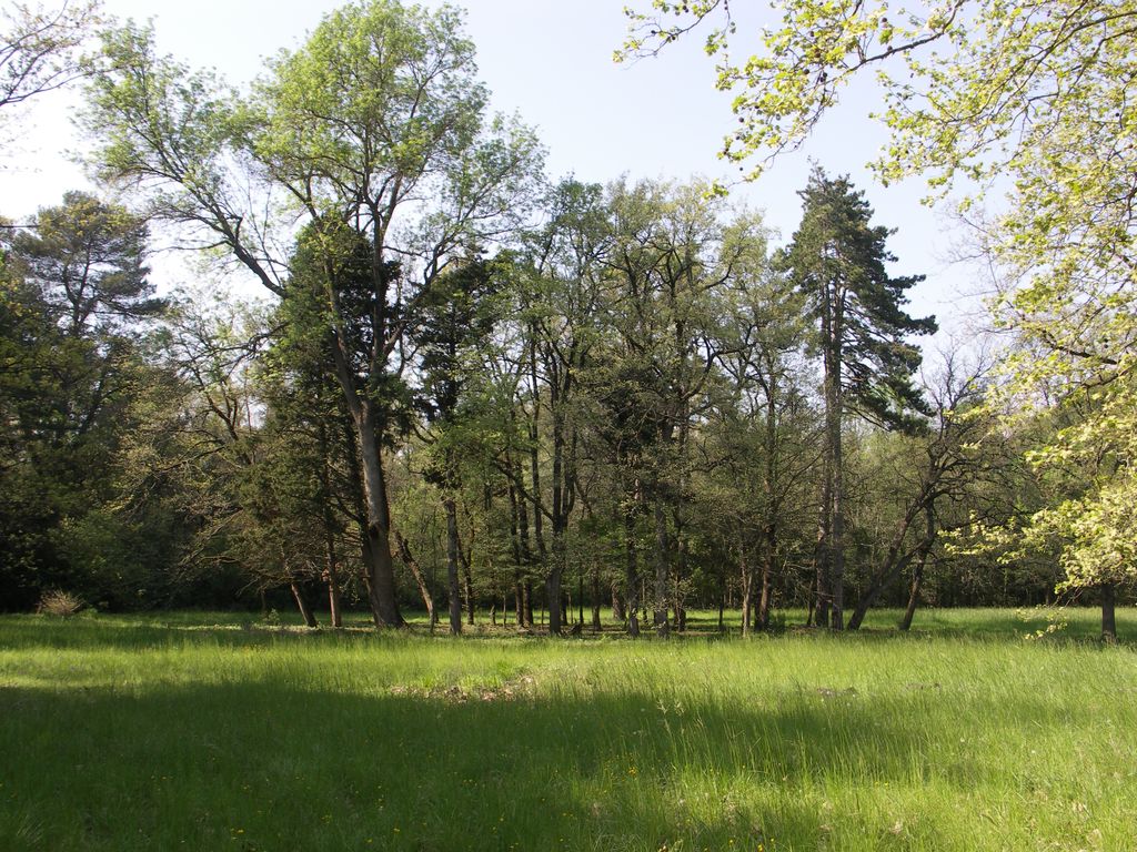 Parc. Un bosquet.