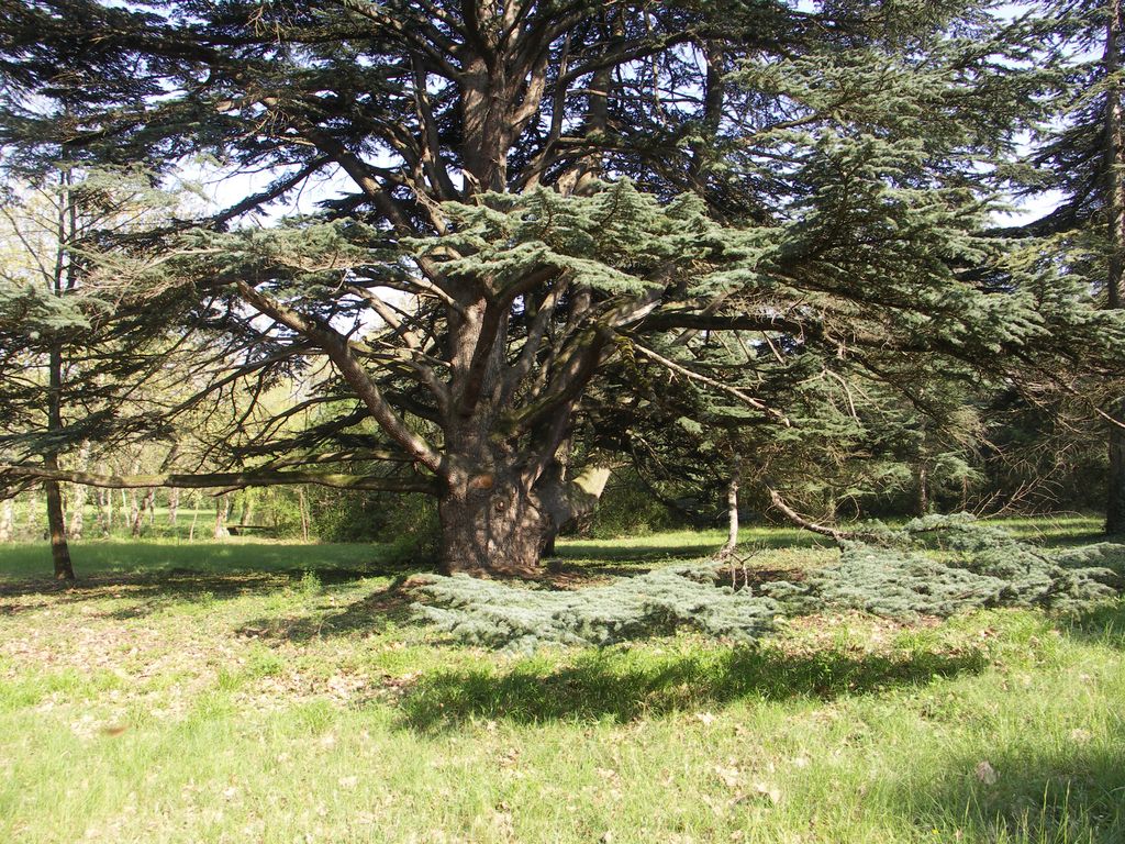 Parc. Cèdre.