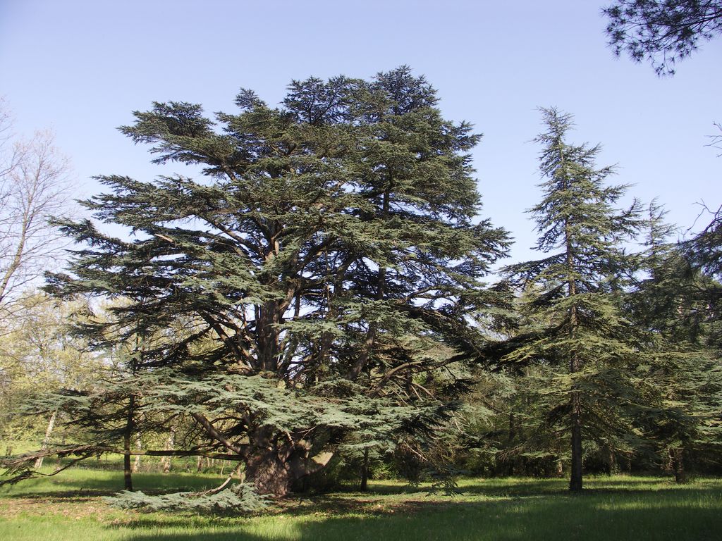 Parc. Cèdre.