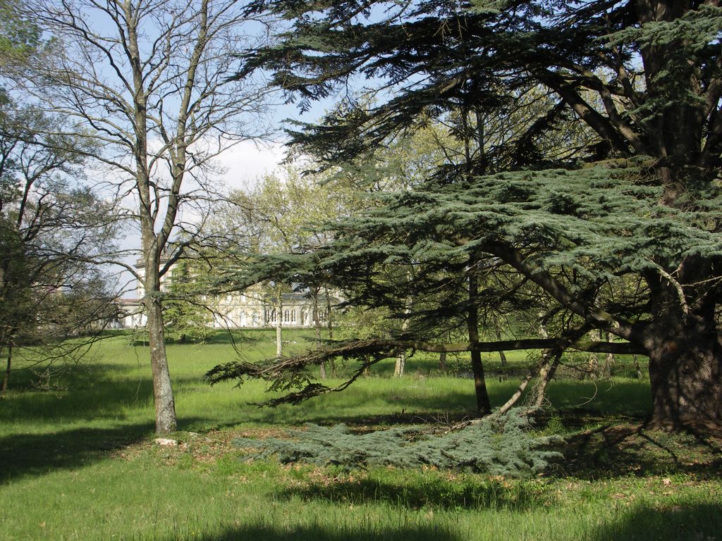 Parc. Cèdre.