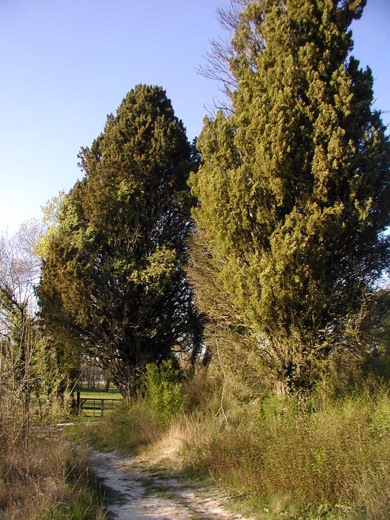 Jardin. Cyprès.