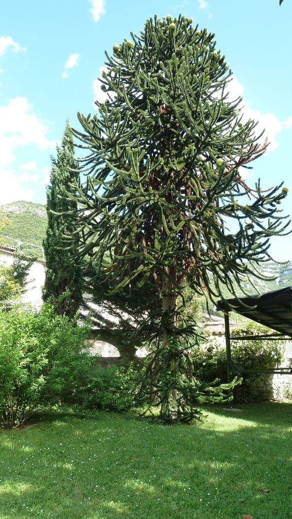 Parc. Arbres et allées. Araucaria.