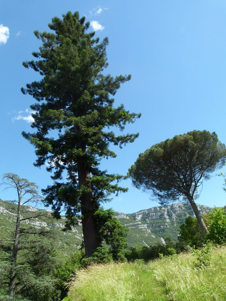 Parc. Arbres et allées. Sequoia et pin.