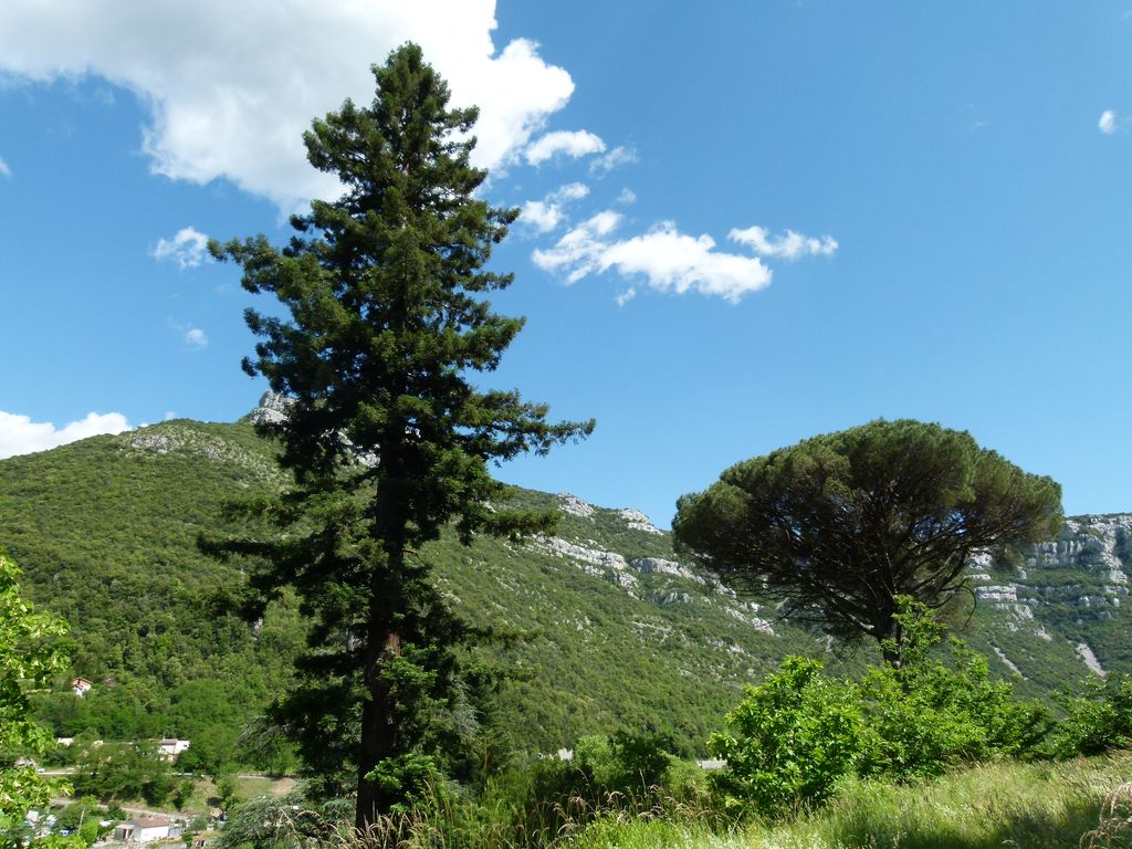 Parc. Arbres et allées. Sequoia et pin.