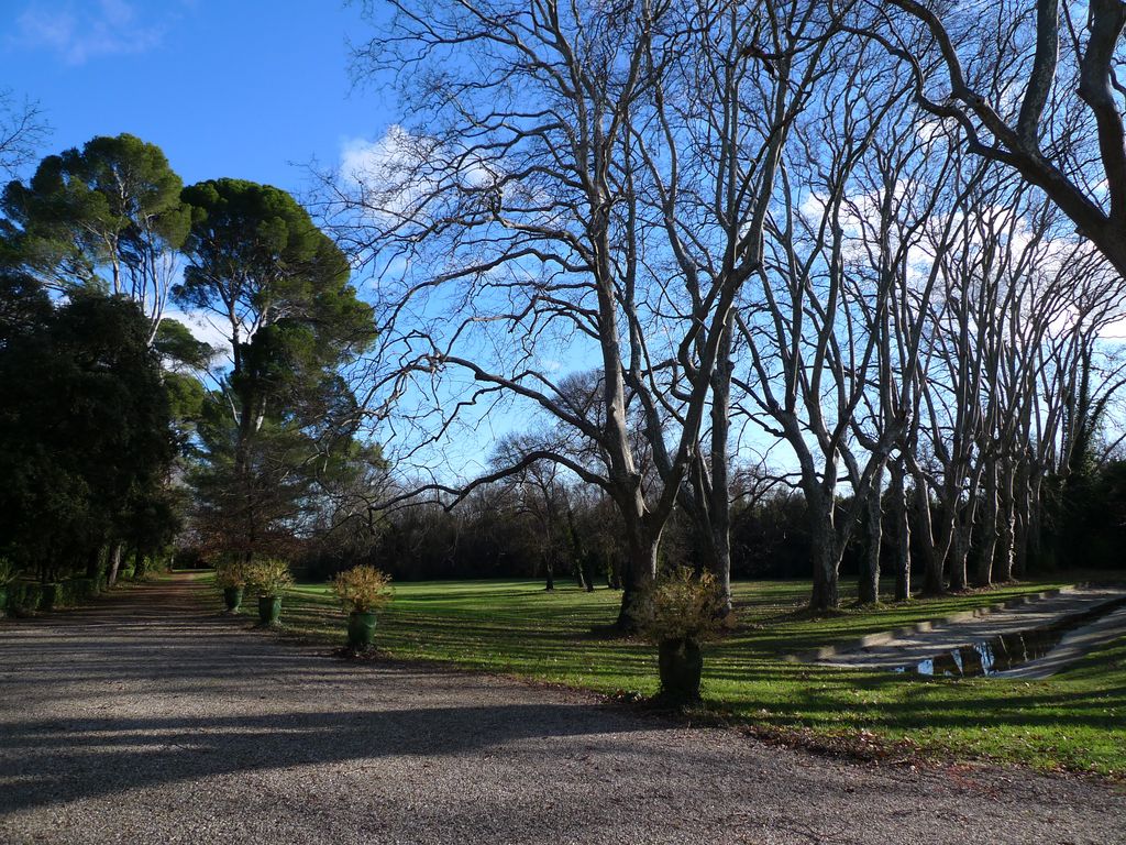 Grand vivier et platanes centenaires