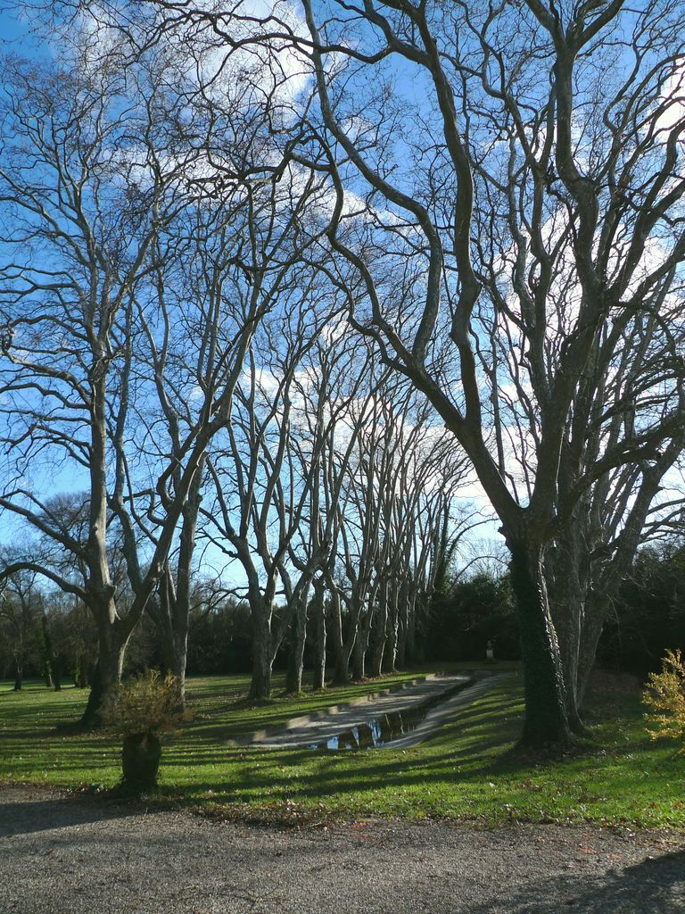 Grand vivier et platanes centenaires