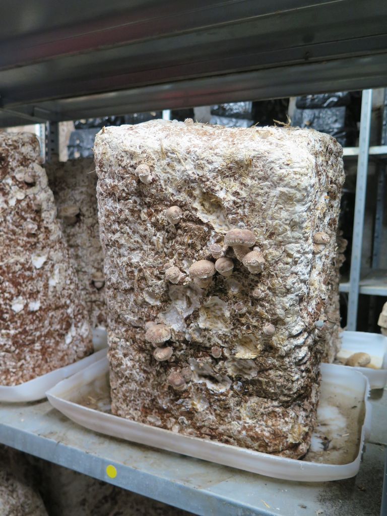 Culture de champignons, janvier 2022