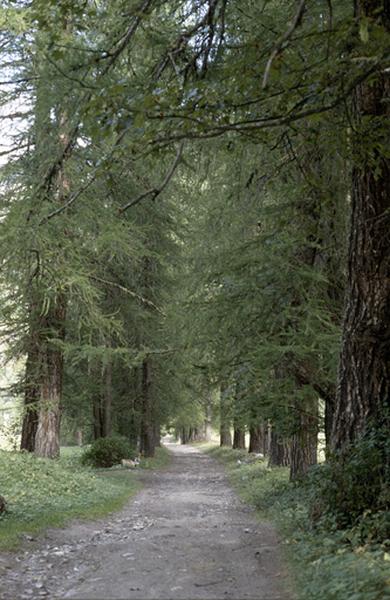 Allée arborée.