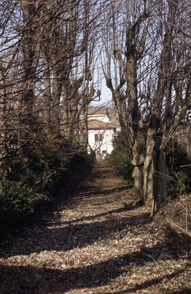Allée d'arbres.