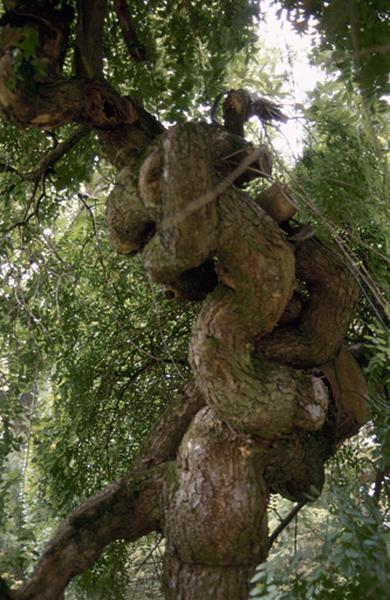 Parc, arbre.