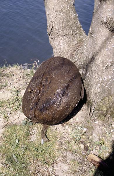 détail ou élément du moulin.