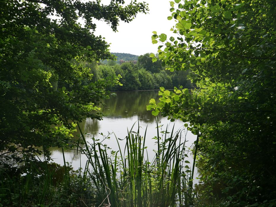 parc, vue partielle de l’étang depuis le Nord-Ouest