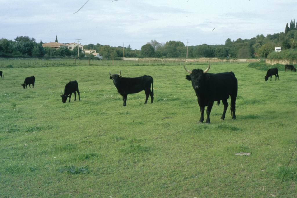 Taureaux au pré.