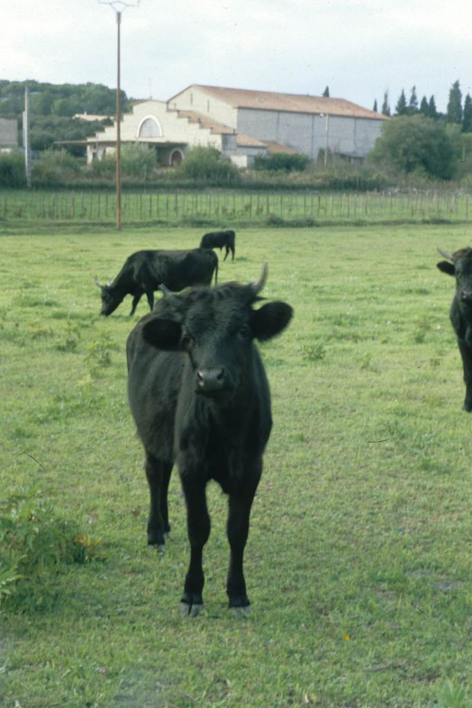 Taureaux au pré.