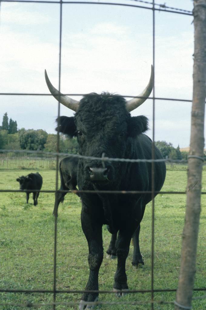 Taureaux au pré.