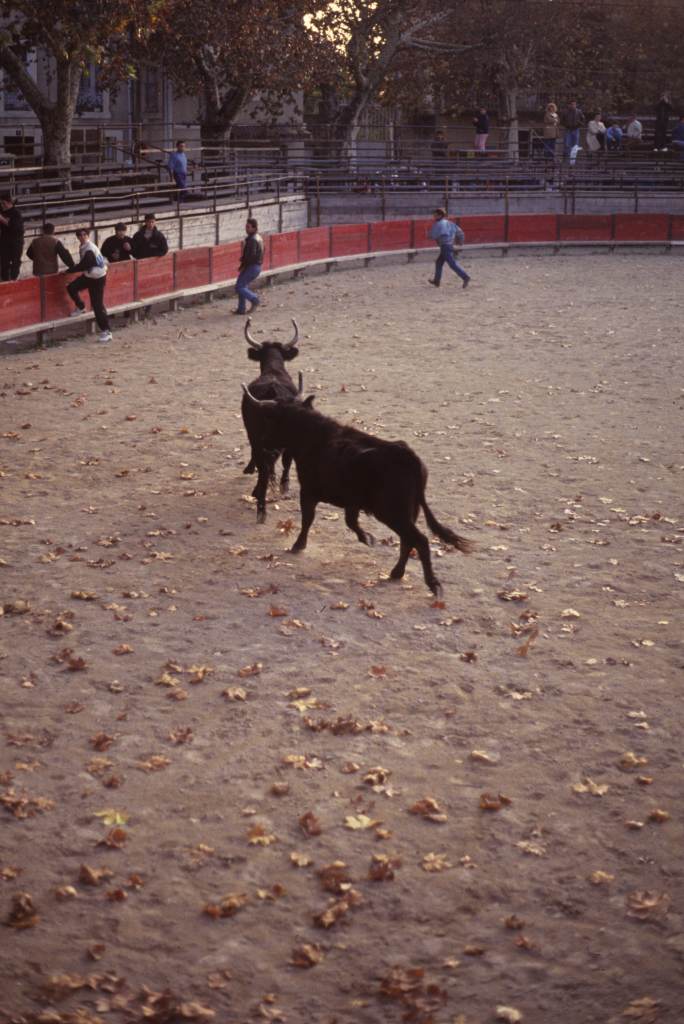 Arènes, taureau dans la piste.