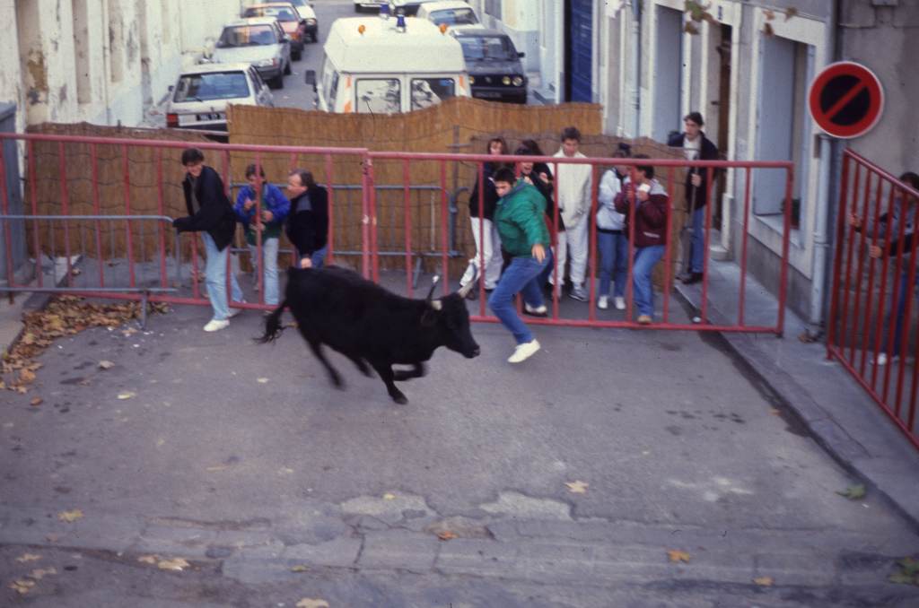 Taureau dans le bourg.