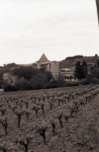 Vue de l'abbaye depuis une vigne voisine.