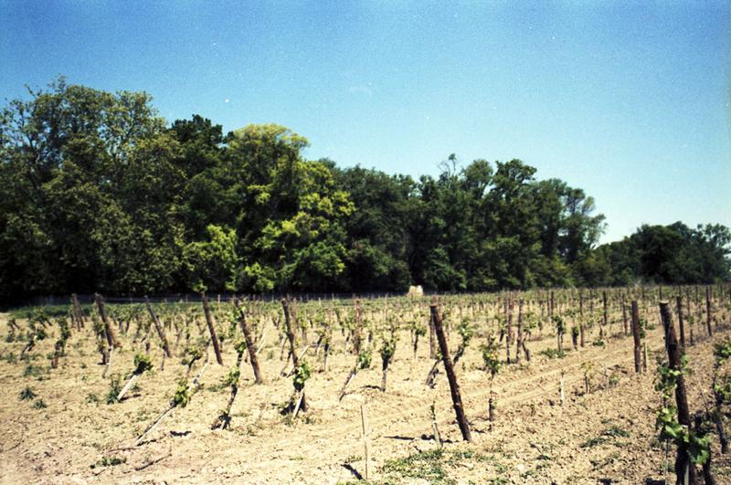 Extérieur : vigne.