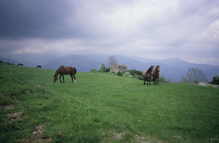 Vue d'ensemble du site avec chevaux.