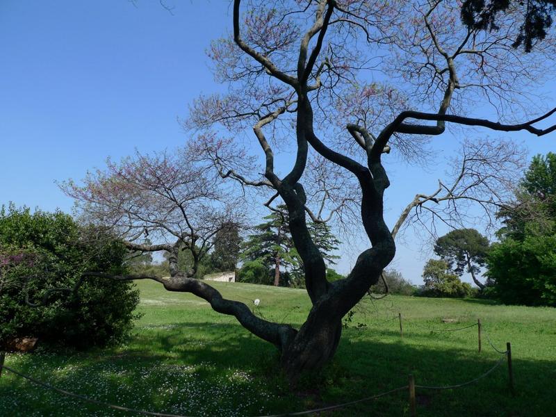 Sophora et bâtiment enterré à l'arrière plan.