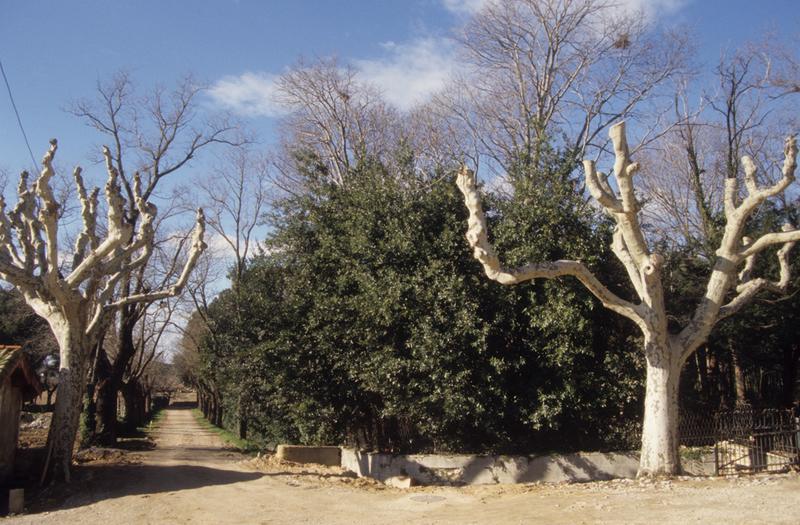 Vue du parc ; allée de marronniers.