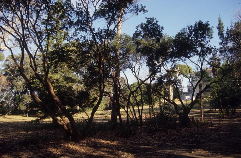 Vue du parc ; allée de marronniers.