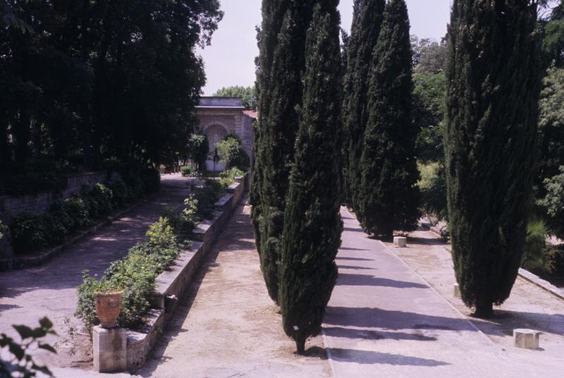 Allée de cyprès.