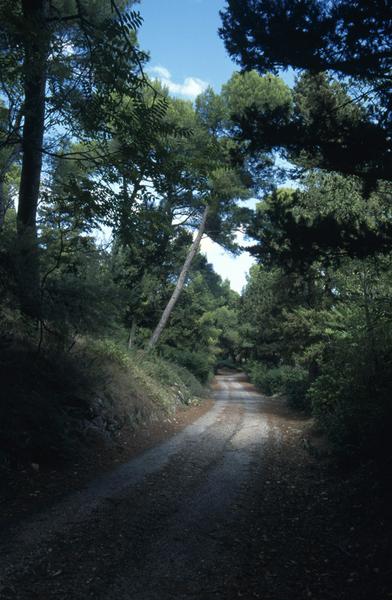 Parc, allée au milieu des pins.