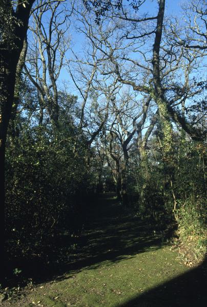 Parc : allée recouverte de mousse.