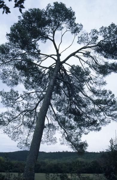 Parc, pin vers l'ancien pigeonnier.