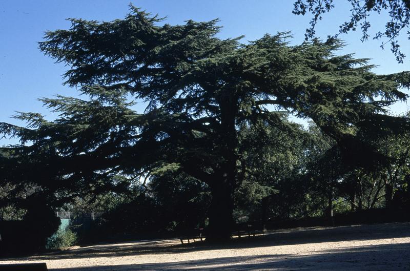 Cèdre planté en 1848, abattu et replanté actuellement.