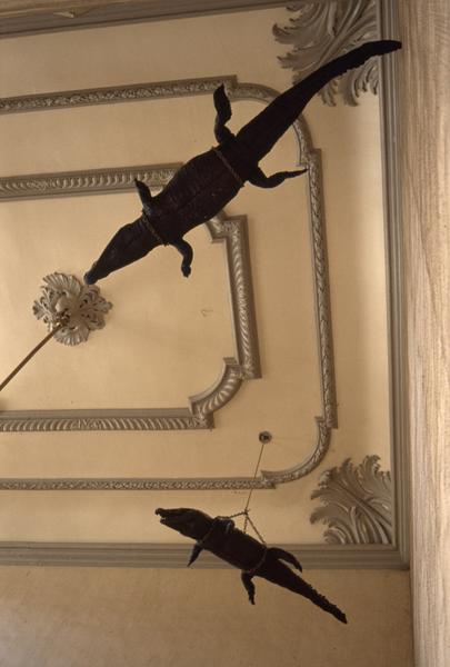 Plafond, crocodiles suspendus.