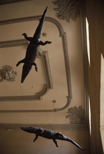 Plafond, crocodiles suspendus côté fenêtres.