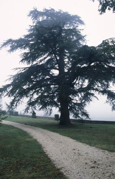 Parc, cèdre.