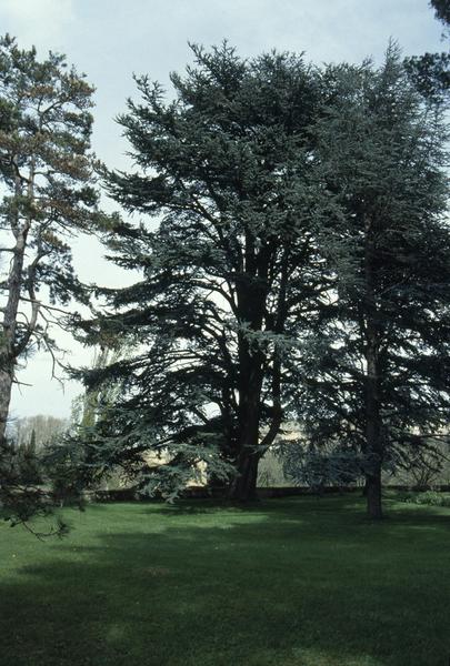 Terrasse haute, cèdre.