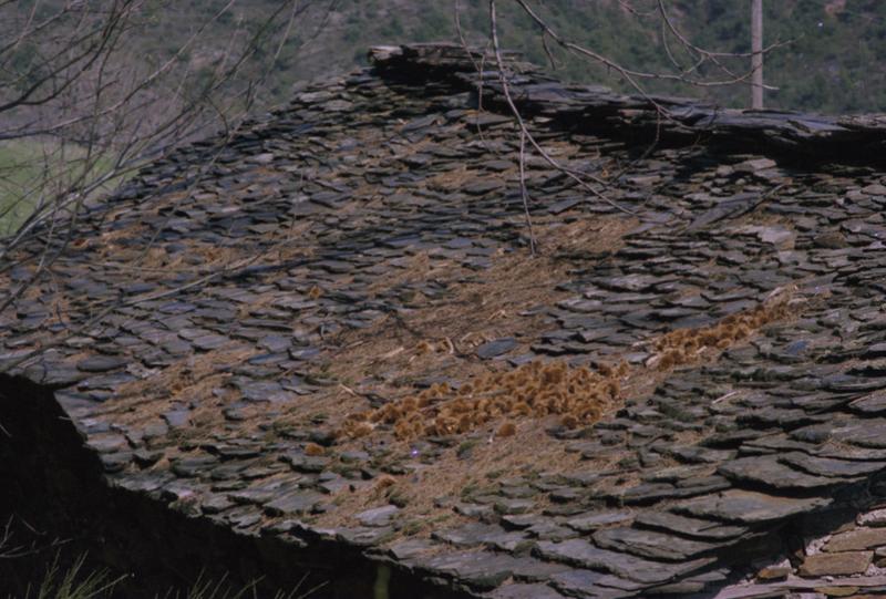 Détail du toit avec des chataîgnes sur les lauzes.