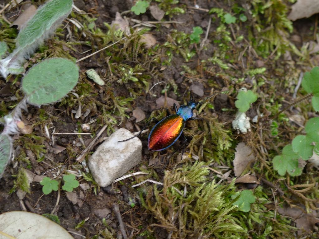 Scarabée rouge et bleu.