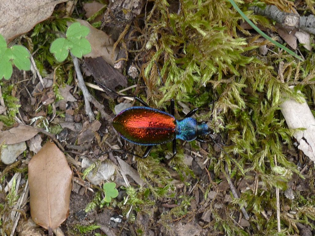 Scarabée rouge et bleu.