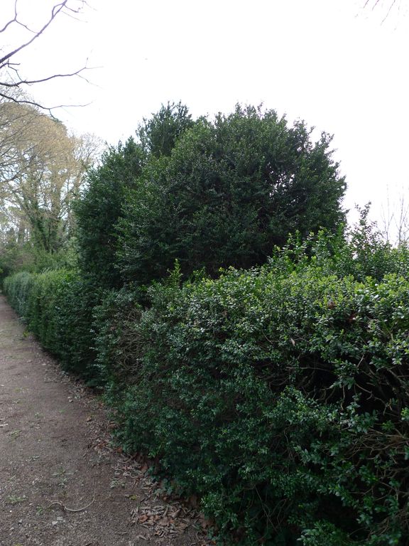 Parc, allée de buis principale, passage latéral.